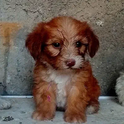 سگ شیتزو|سگ|ایذه, |دیوار