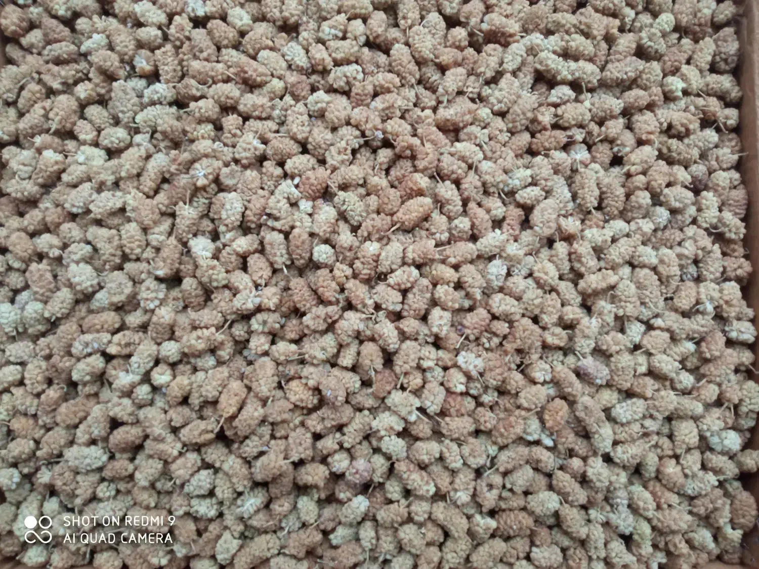 توت خشک|خوردنی و آشامیدنی|موچش, |دیوار