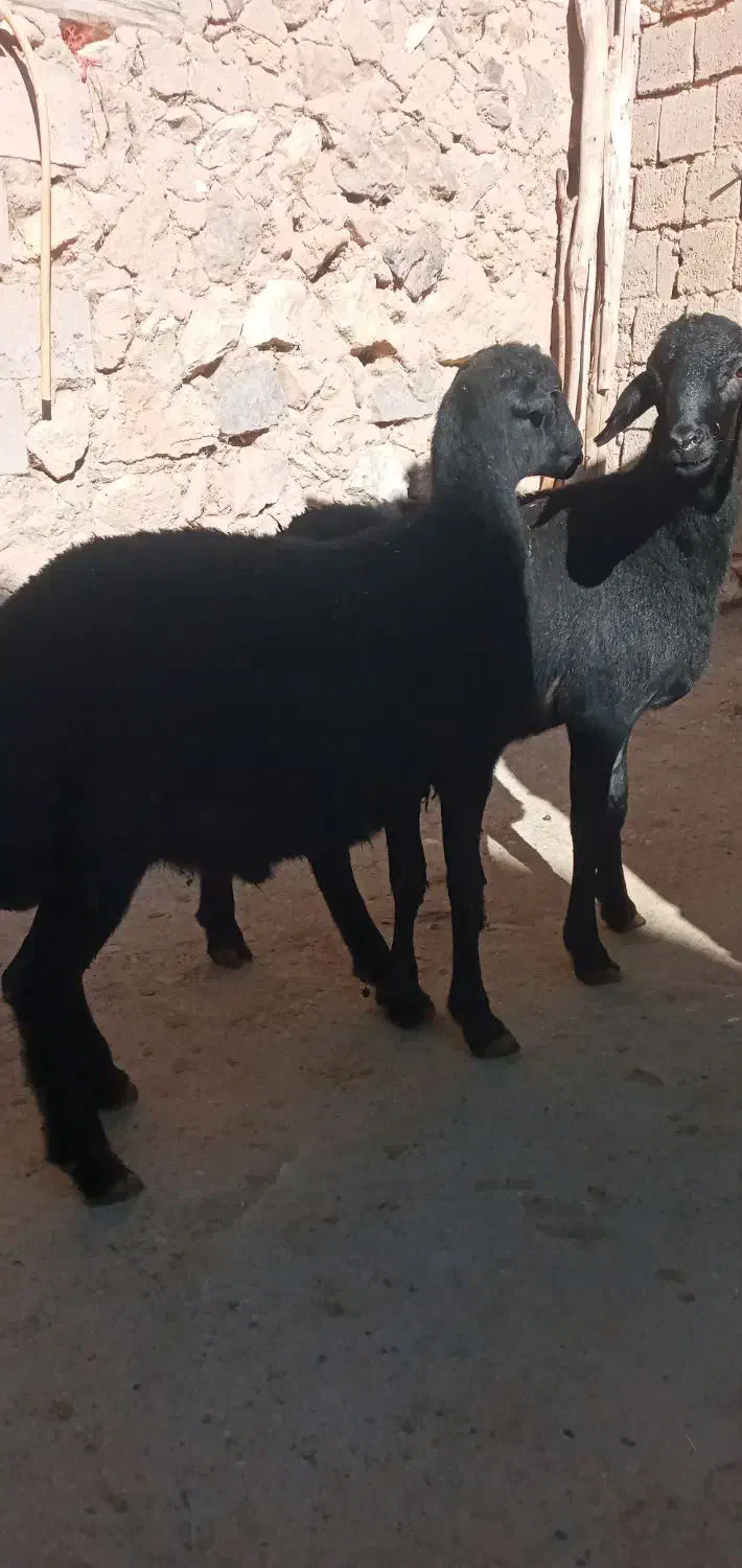 بره نر فروشی|حیوانات مزرعه|شاهین دژ, |دیوار