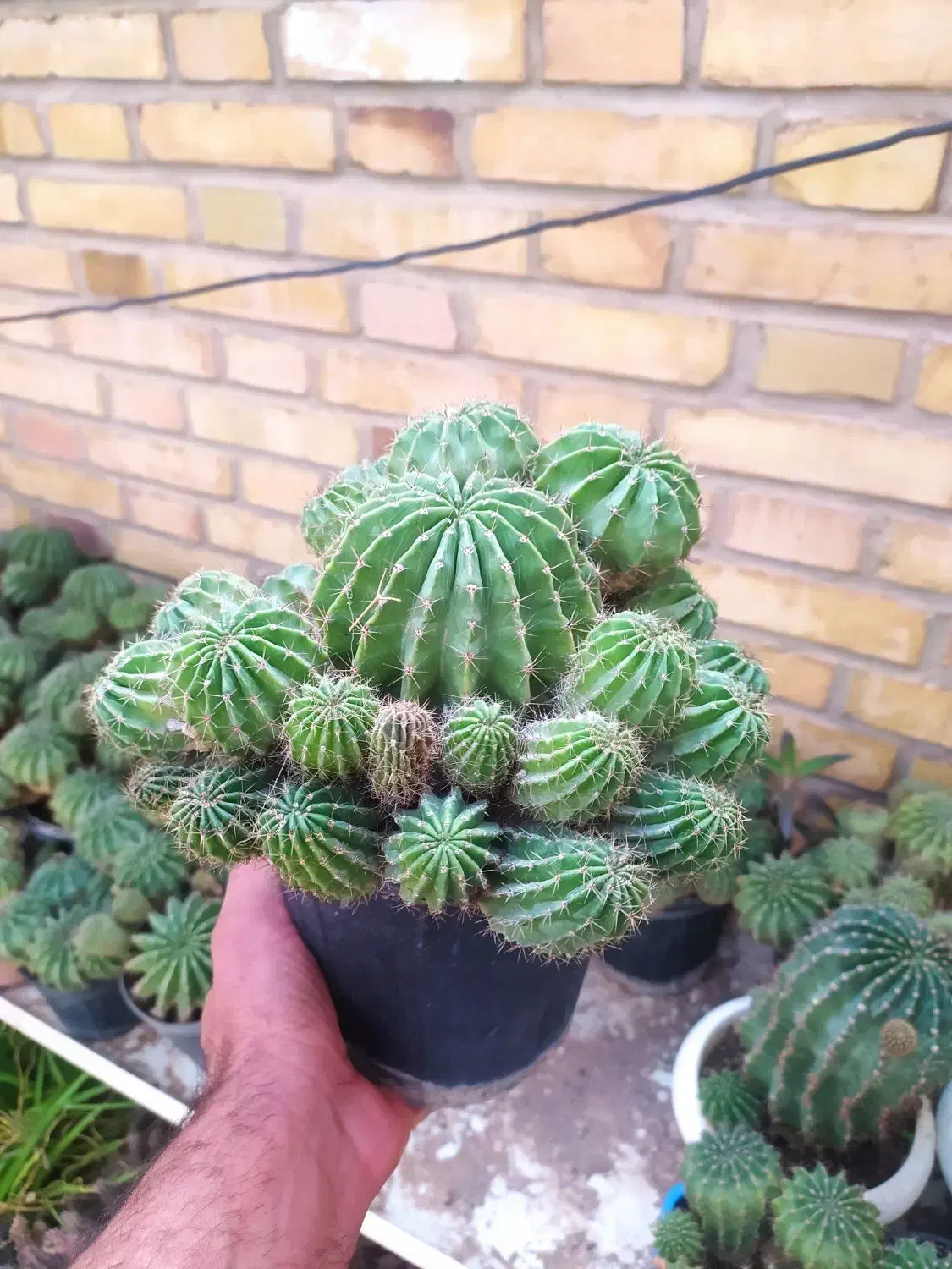 کاکتوس|گل و گیاه طبیعی|یزد, |دیوار