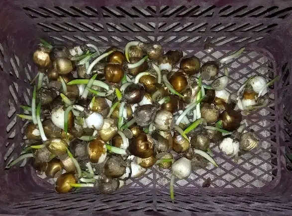 پیاز گل‌ نرگس‌|گل و گیاه طبیعی|تهران, چهارصد دستگاه|دیوار