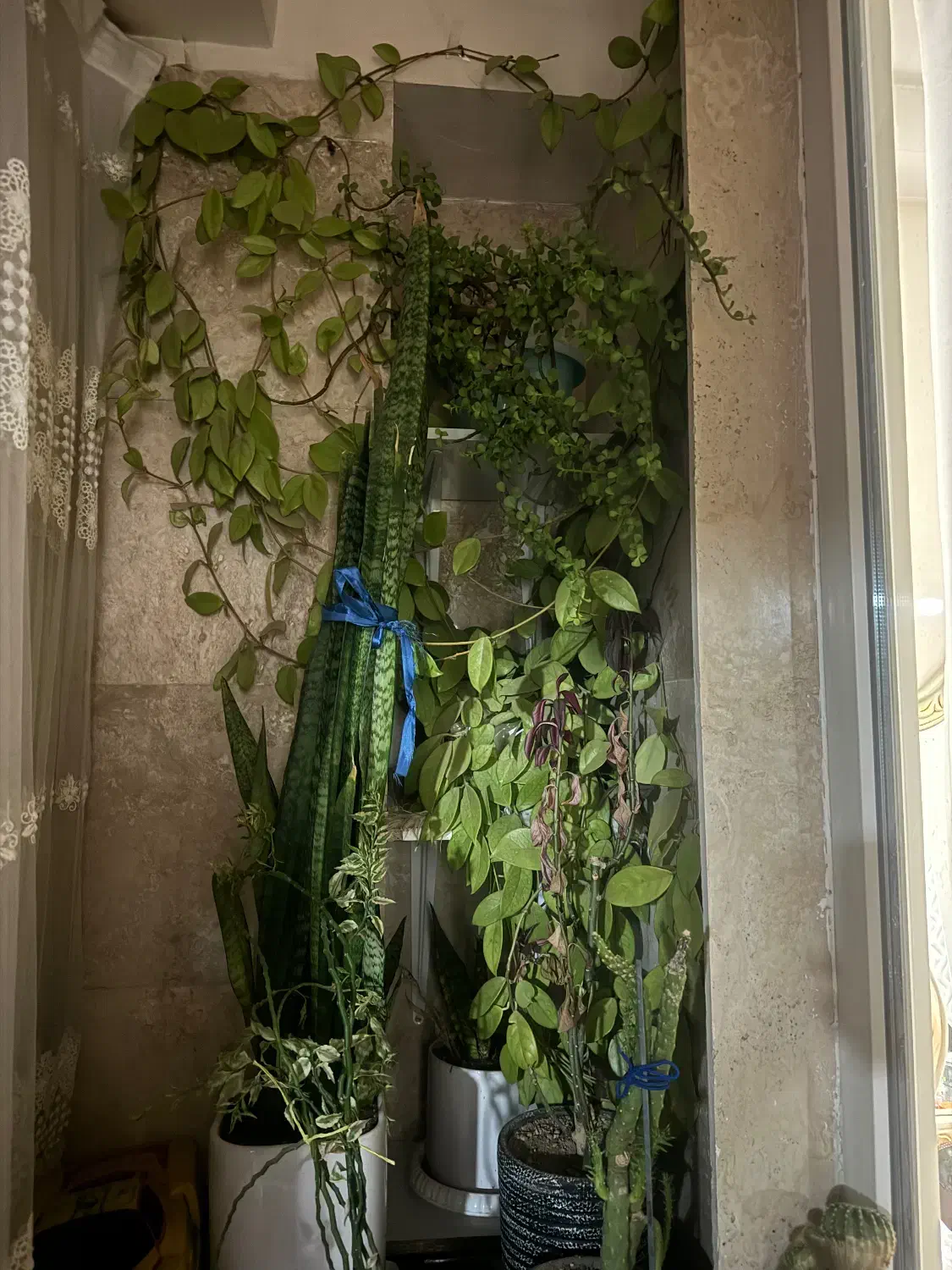 گل وگلدان|گل و گیاه طبیعی|محمدیه-قزوین, |دیوار