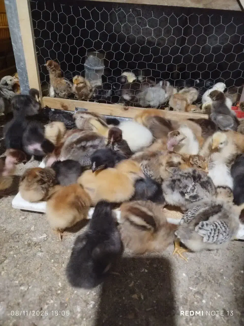 جوجه ۱ تا ۲۰ روره|حیوانات مزرعه|بابل, |دیوار