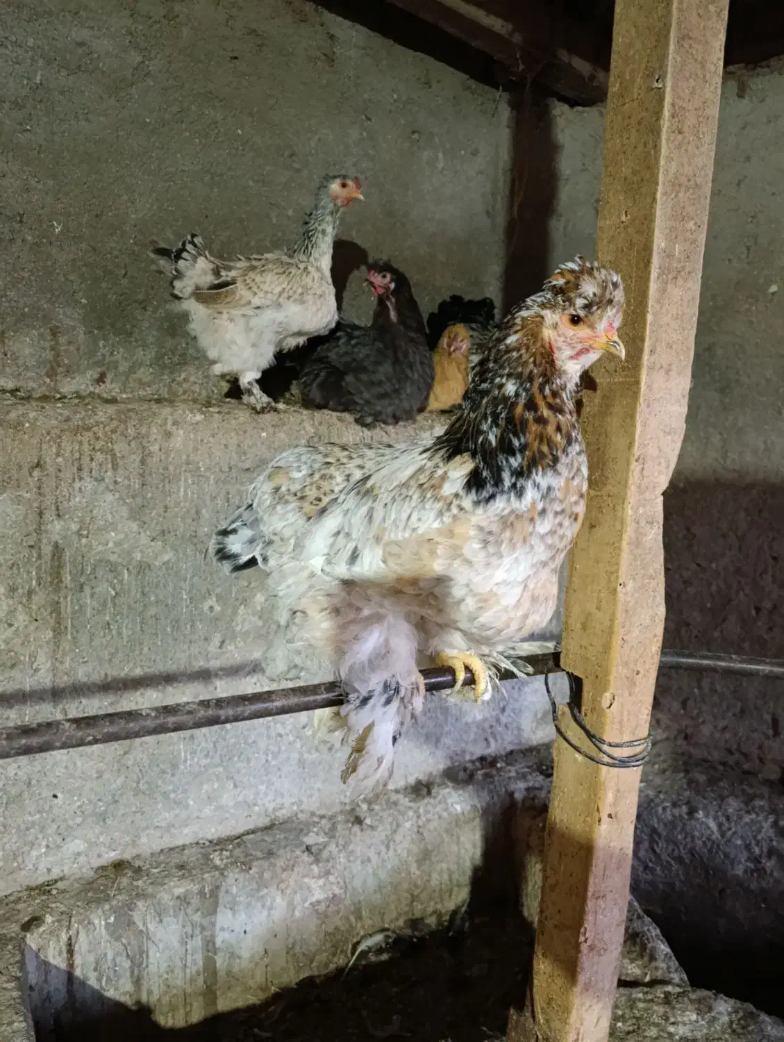 مرغ تخمگذار|حیوانات مزرعه|خلیل شهر, |دیوار