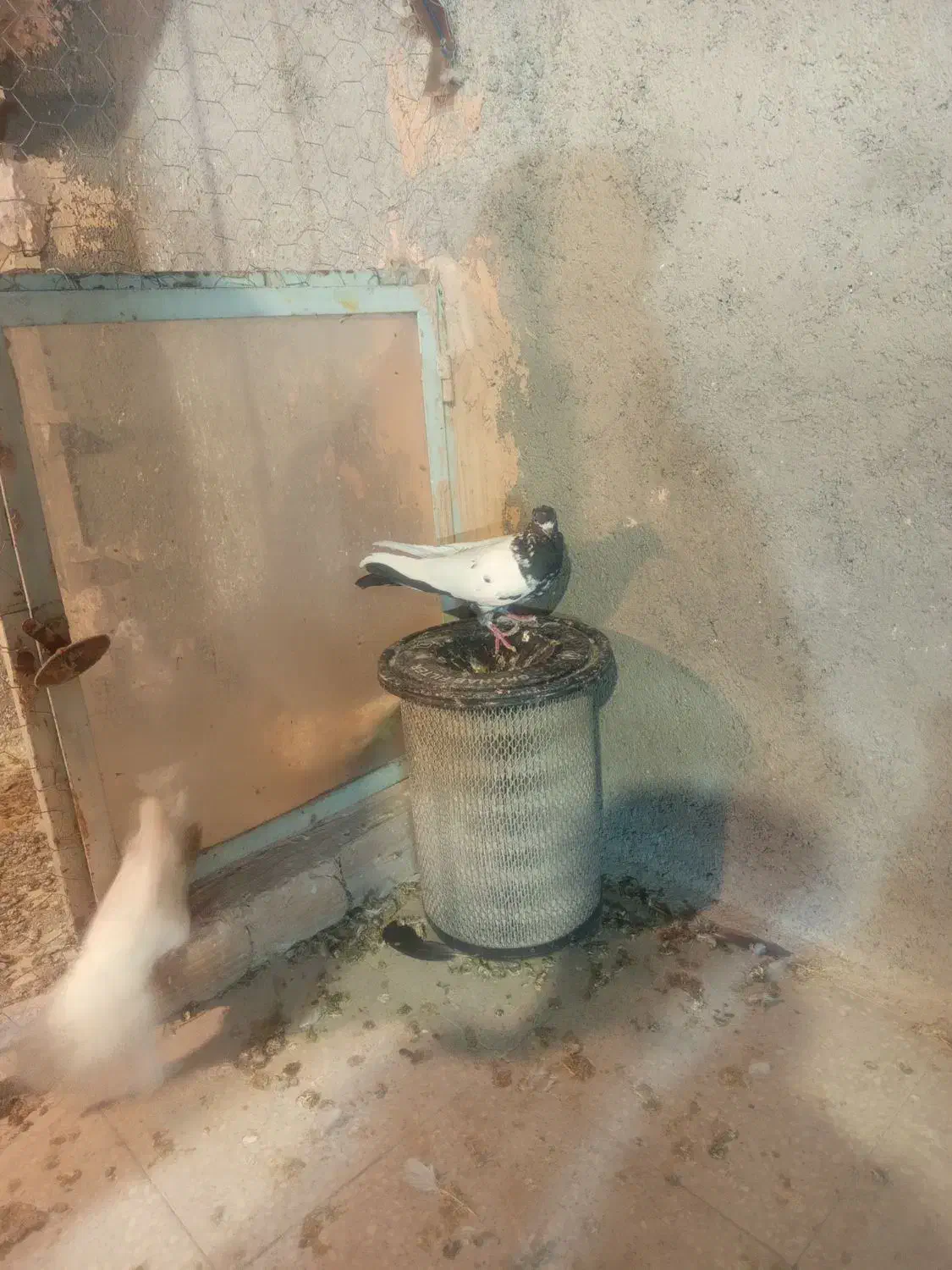 کفتر گرفتنی سده سیاه سینه سیاه دونه ۳۰۰|پرنده|سبزوار, امیر کبیر|دیوار