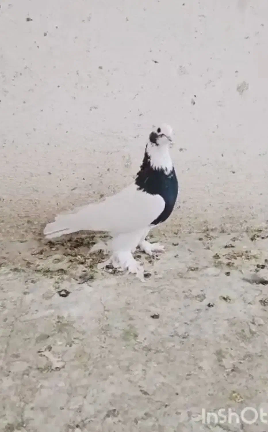 کبوتر معاوضه|پرنده|شیراز, کوشک میدان|دیوار