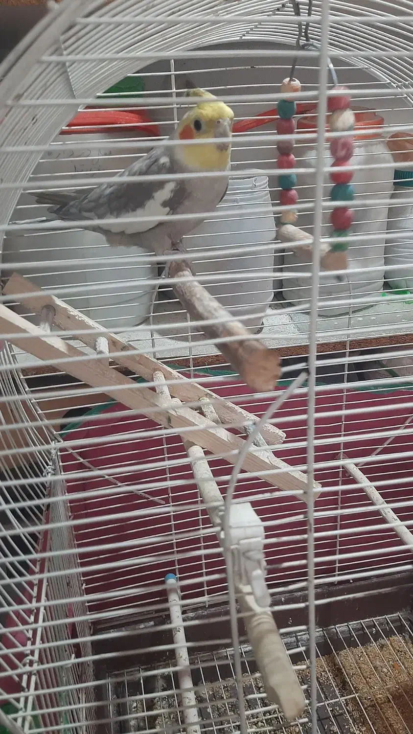 طوطی عروس|پرنده|رشت, اسماعیل آباد|دیوار