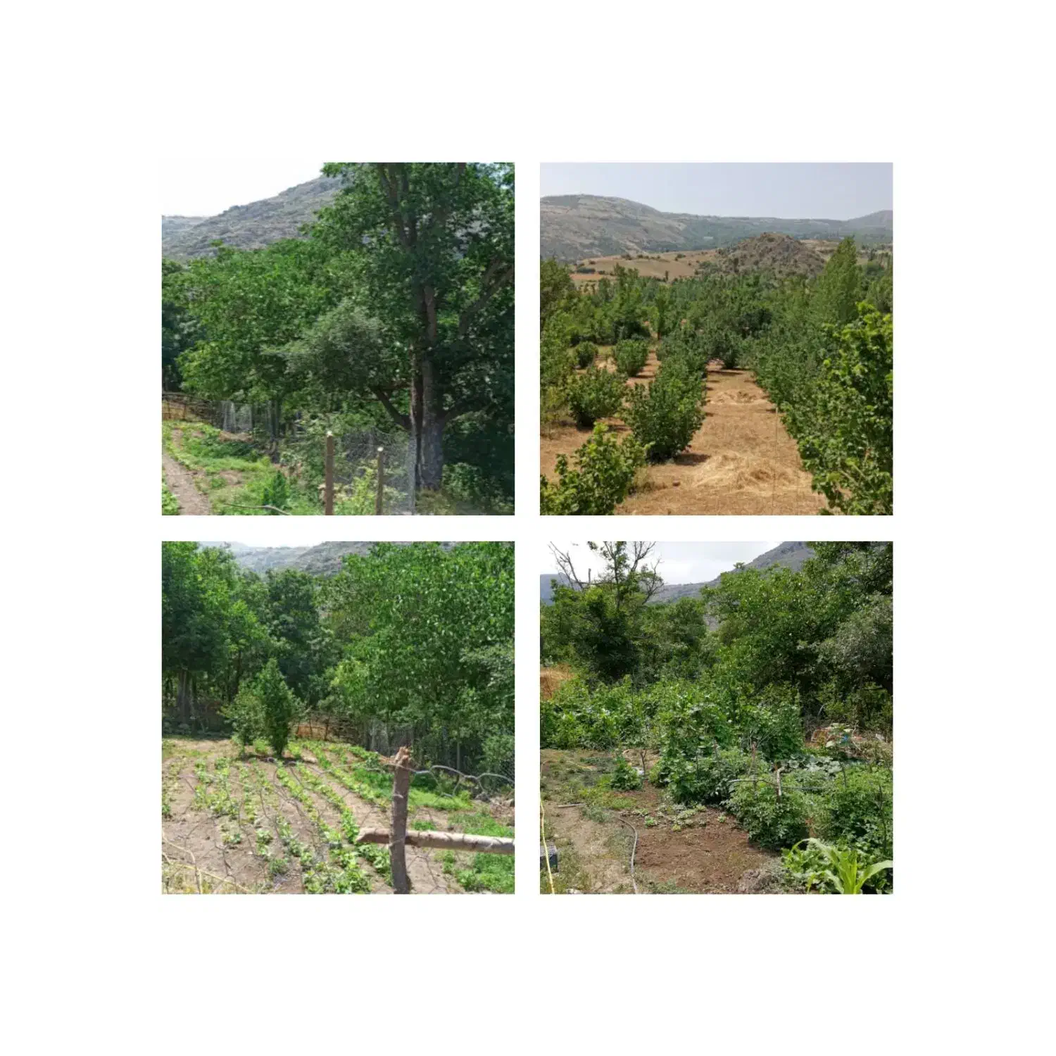 ویلا کوهستانی ۲۰۰۰ متری جنب چشمه آب معدنی دایمی|فروش خانه و ویلا|رشت, سعدی (تختی)|دیوار