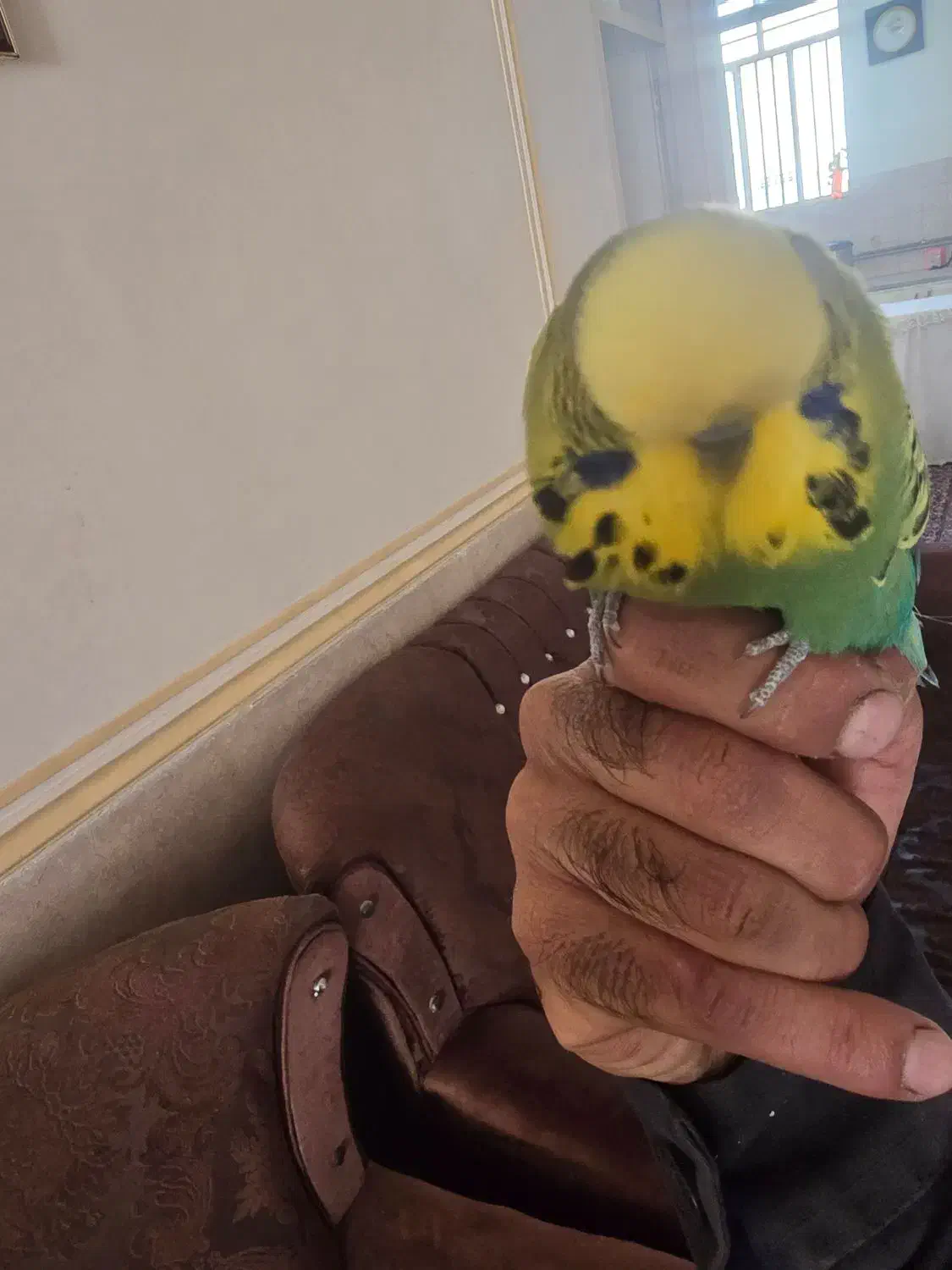 مرغ عشق انگلیسی اصل دستی ومرغ مینا|پرنده|یزد, |دیوار