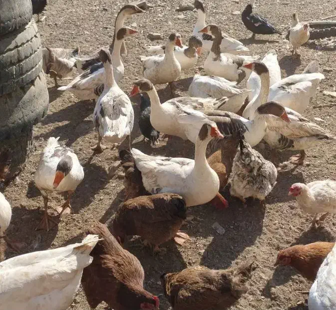 غاز محلی|حیوانات مزرعه|کوزران, |دیوار