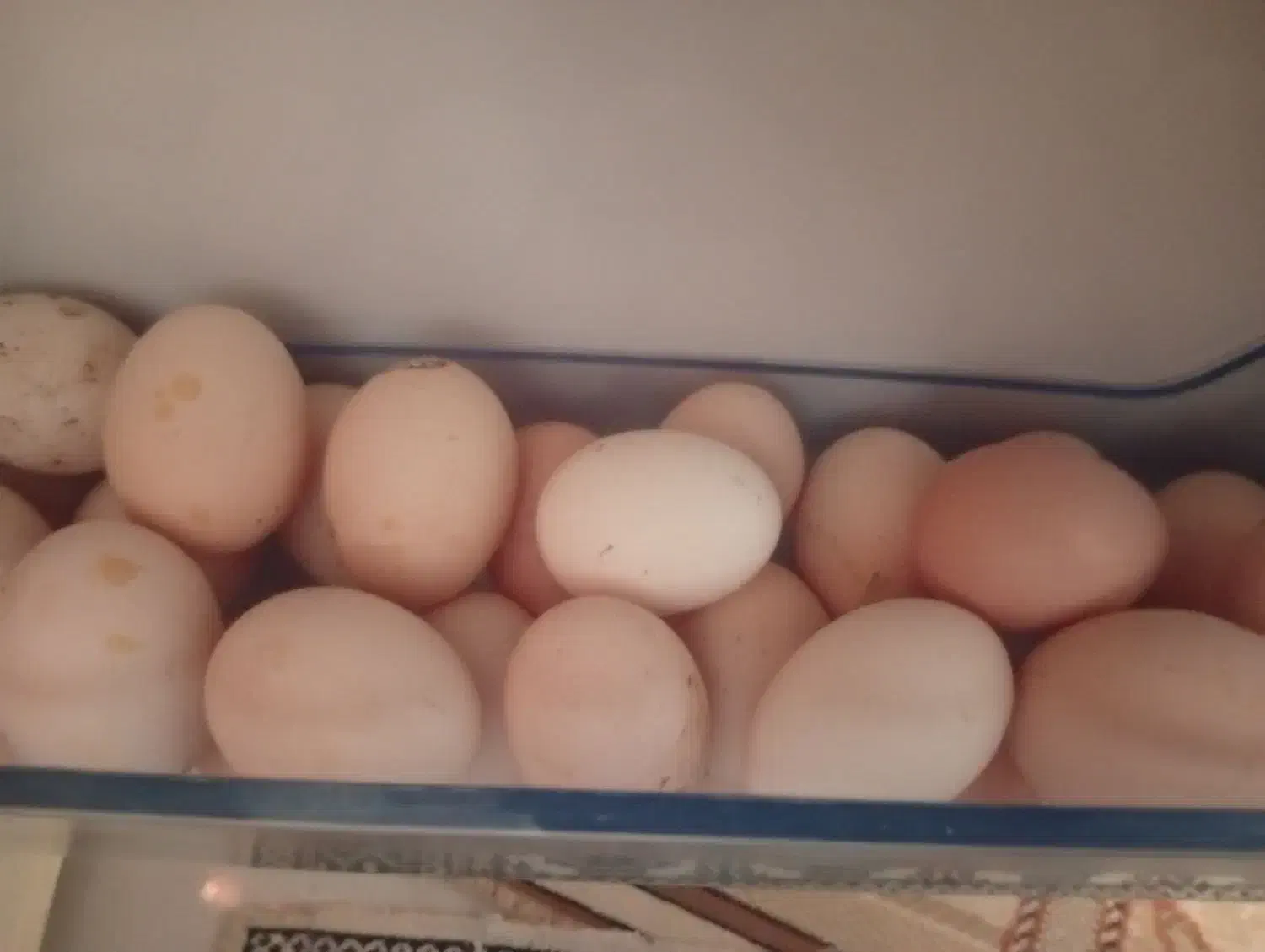 تخم مرغ محلی تازه ارگانیک بابهترین دون تغذیه شده|خوردنی و آشامیدنی|مشهد, امیریه|دیوار