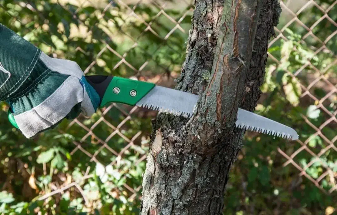 چوب  و هرس|خدمات باغبانی و درختکاری|دورود, |دیوار