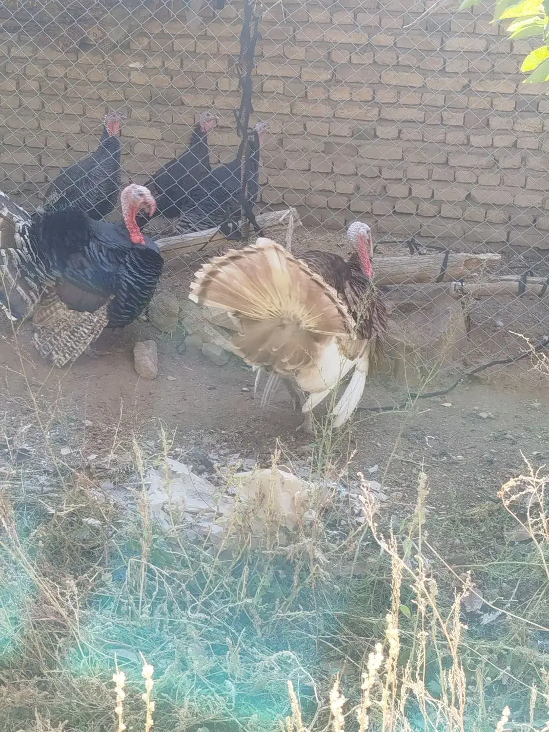 بوقلمون بوقلمون بوقلمون|حیوانات مزرعه|مرند, |دیوار