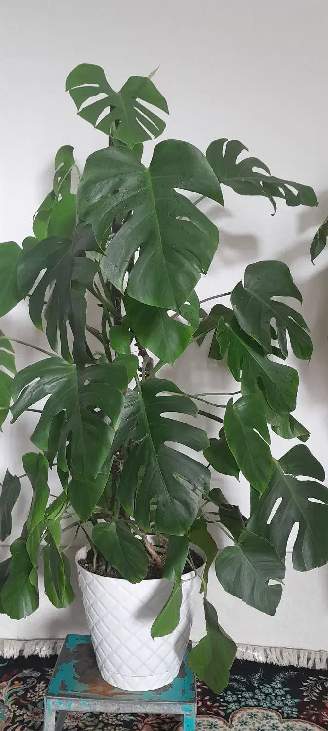 گل گل|گل و گیاه طبیعی|بروجرد, |دیوار