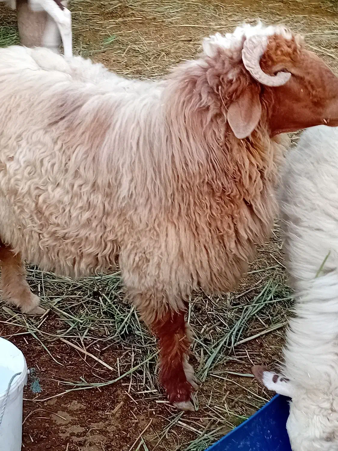 شادگان|حیوانات مزرعه|شادگان, |دیوار