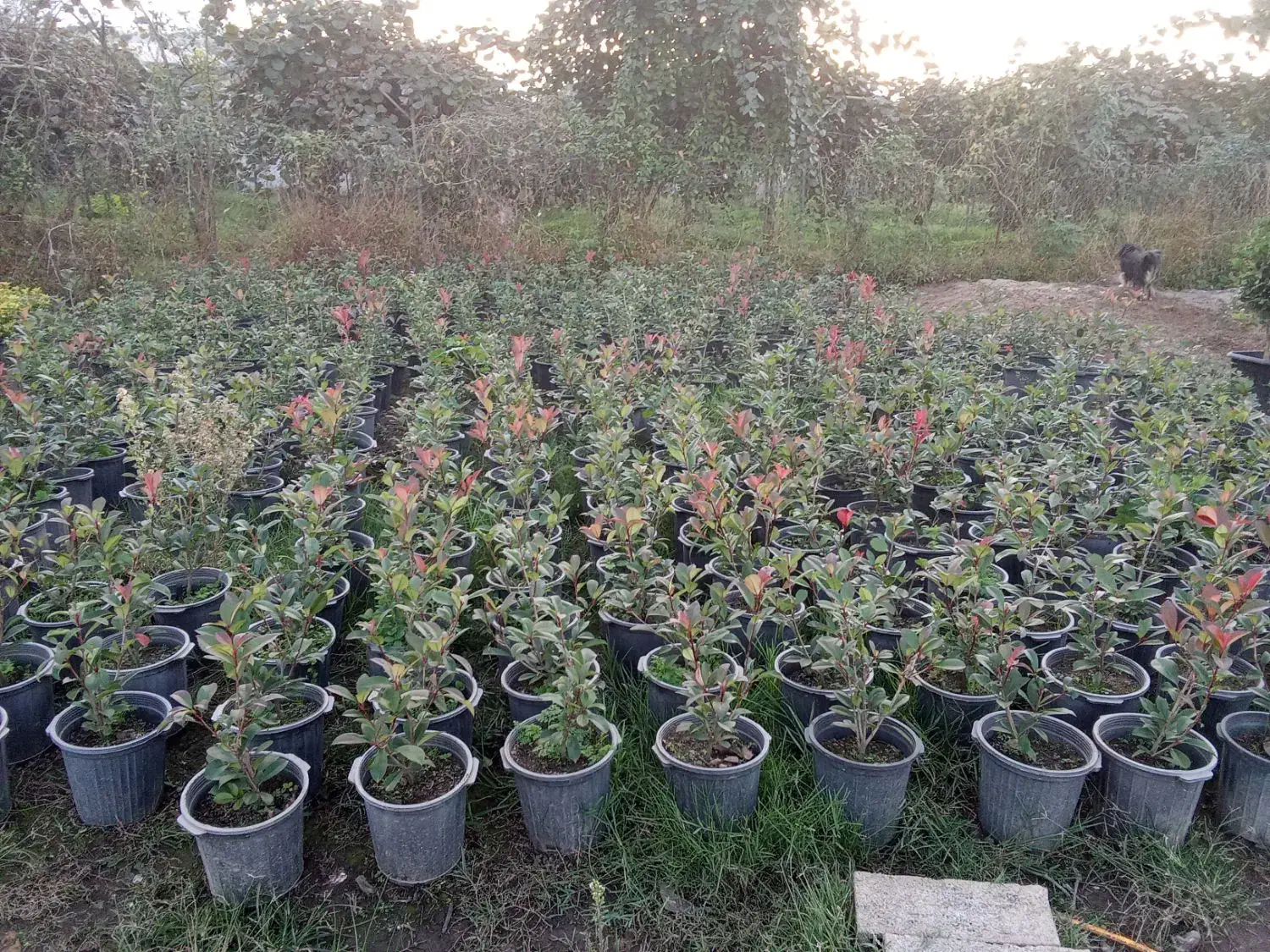 فتونیا و انواع گل|خدمات باغبانی و درختکاری|واجارگاه, |دیوار