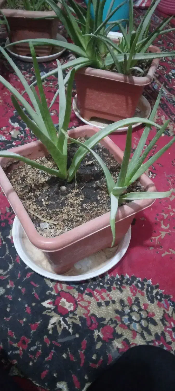 ۴ عدد گل آلوورا با ۵ تا پاجوش در یک گلدان بزرگ|گل و گیاه طبیعی|زابل, |دیوار