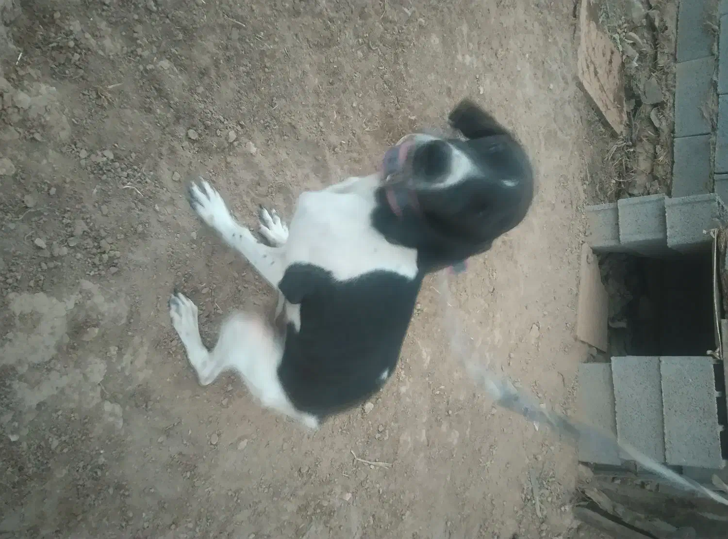 واگذاری سگ دمبلان یاب حرفه ای|سگ|گلی داغ, |دیوار