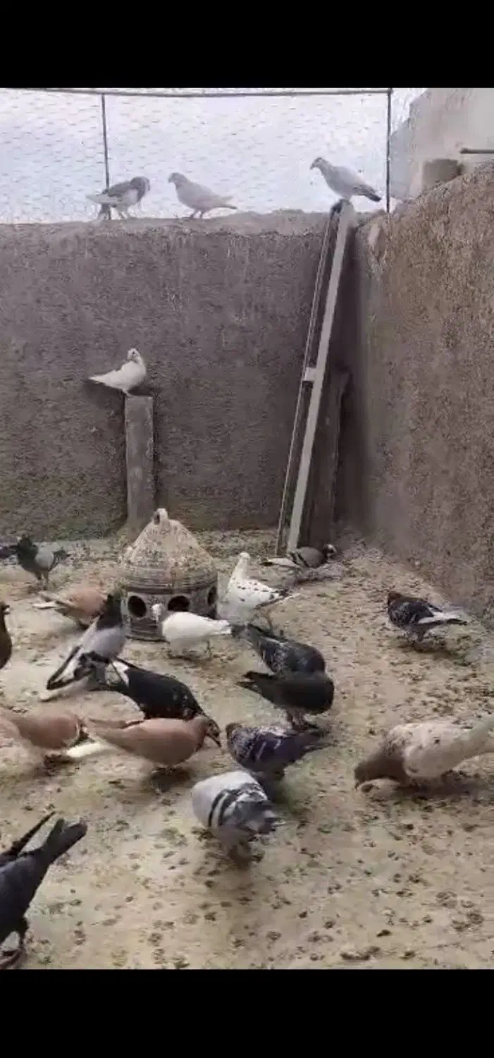 کبوتر پلاکی|پرنده|شیراز, شهرک مهدیآباد|دیوار