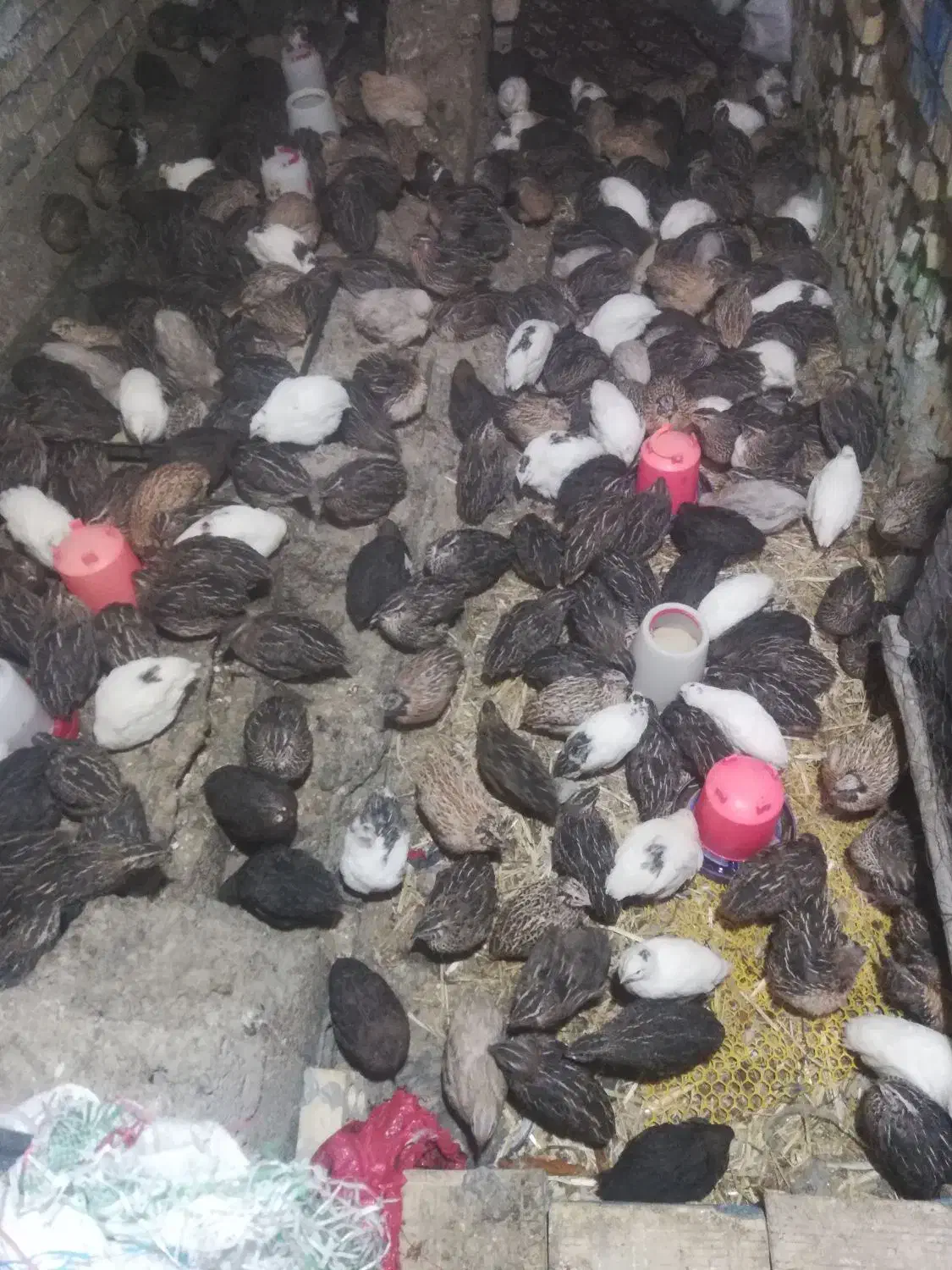 بلدرچین تخم گذار مرغ شاخدار|حیوانات مزرعه|هندیجان, |دیوار