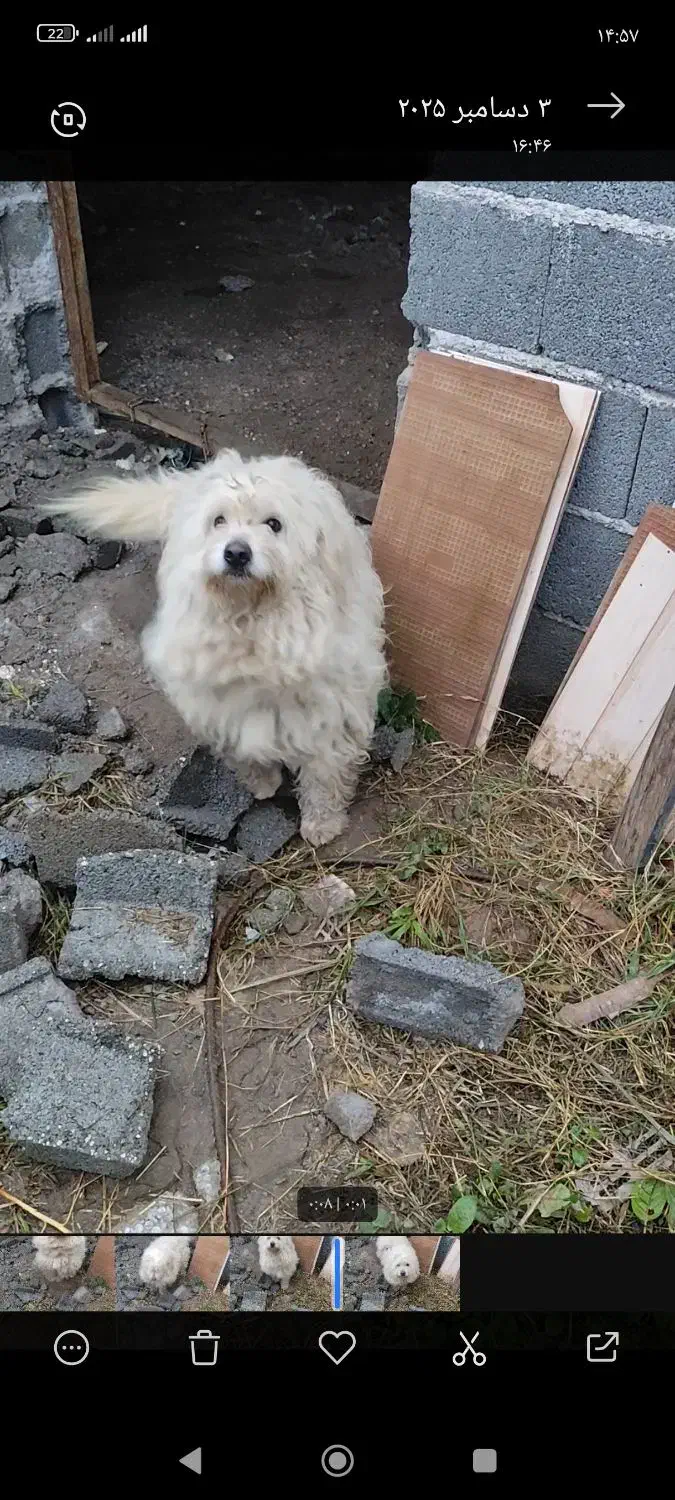 سگ پاکوتاه نر|سگ|املش, |دیوار