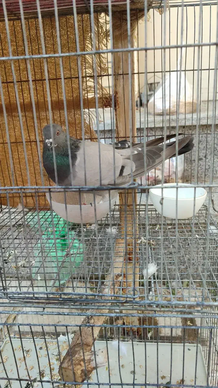 کبوتر بالغ جنسیت نامعلوم|پرنده|شاهین‌شهر, شهرک گلدیس|دیوار