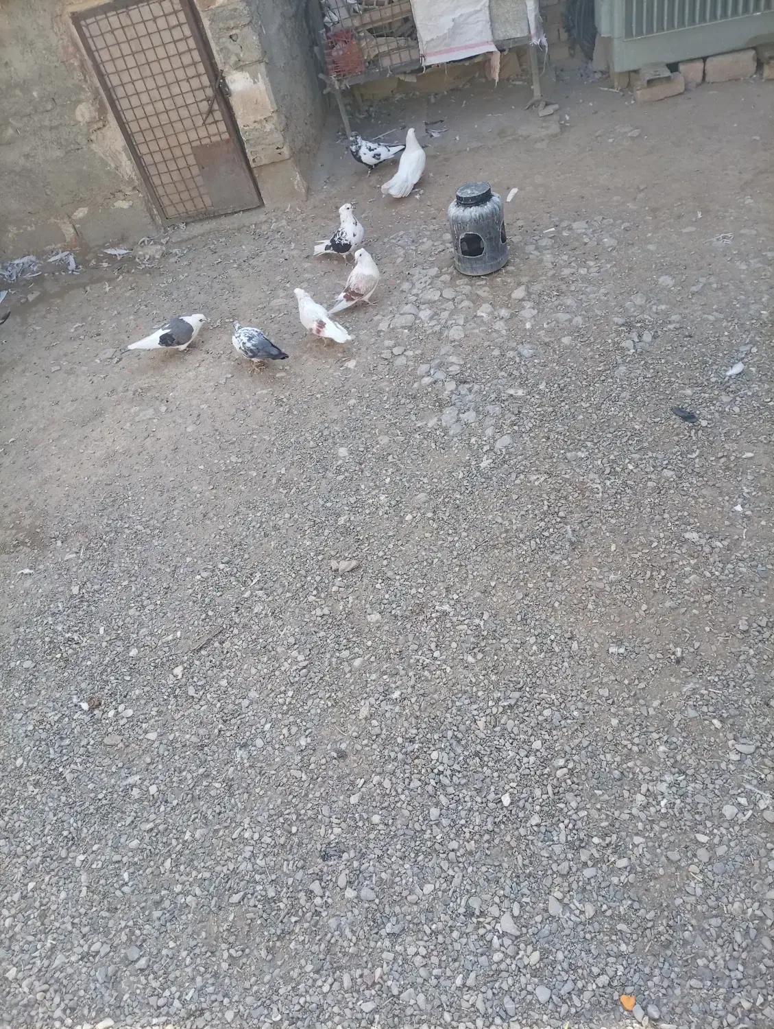 کبوتر|پرنده|دورود, |دیوار