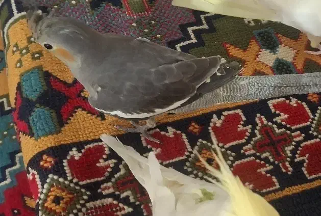 عروس هلندی|پرنده|کوهدشت, |دیوار