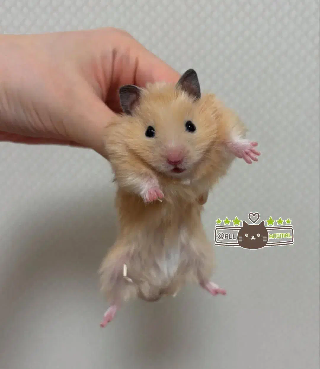 همستر روبروفسکی|موش و خرگوش|ایلام, |دیوار