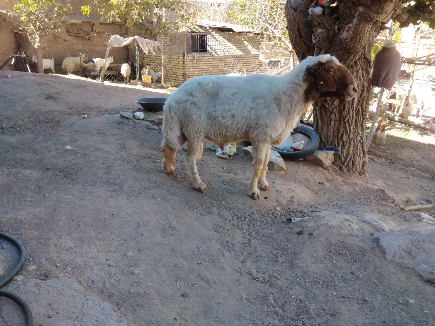 حیوانات مزارع|حیوانات مزرعه|کوهسرخ, |دیوار