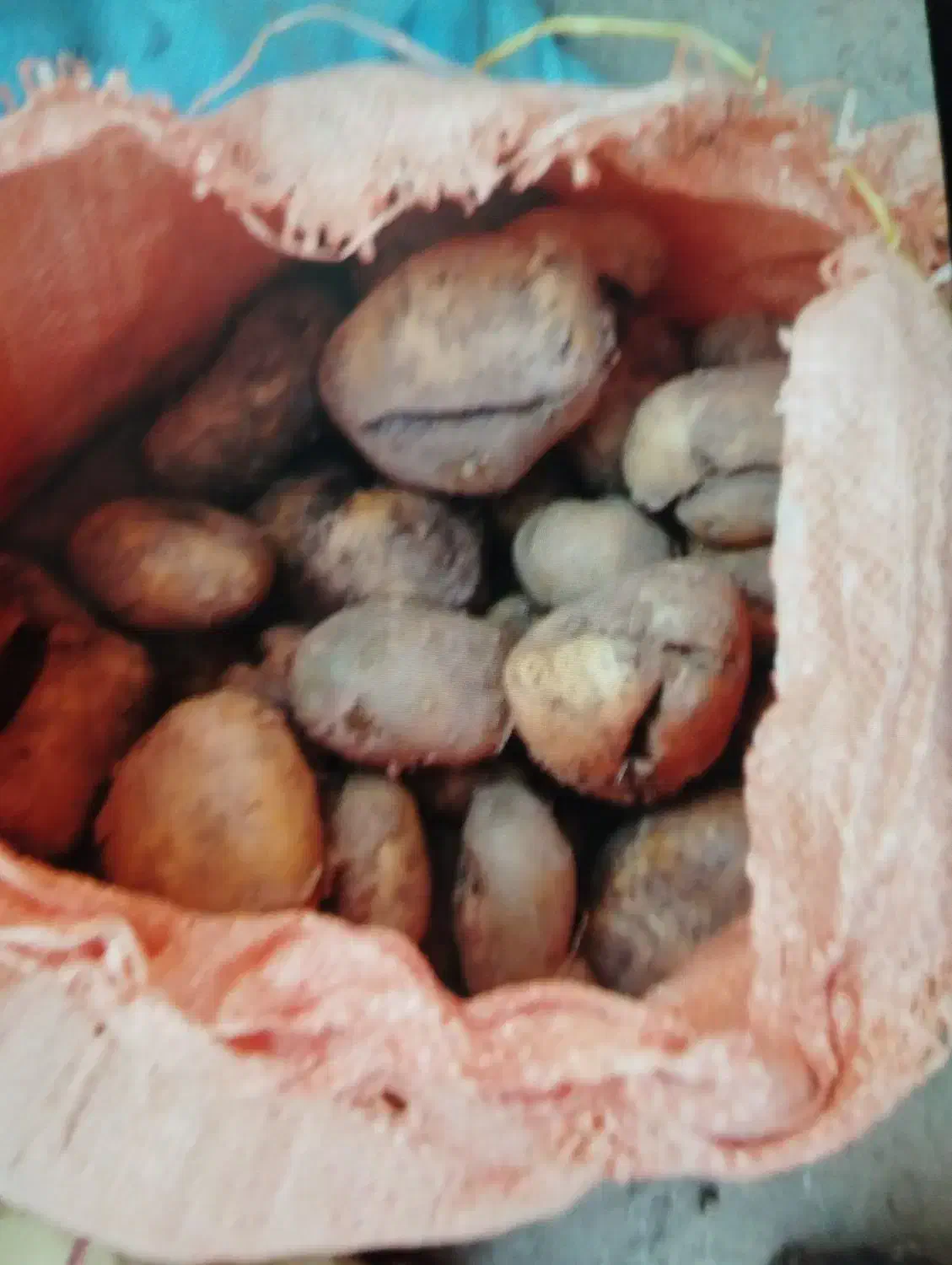 خریدو فروش سیب زمینی دامی .|خدمات باغبانی و درختکاری|بهار, |دیوار