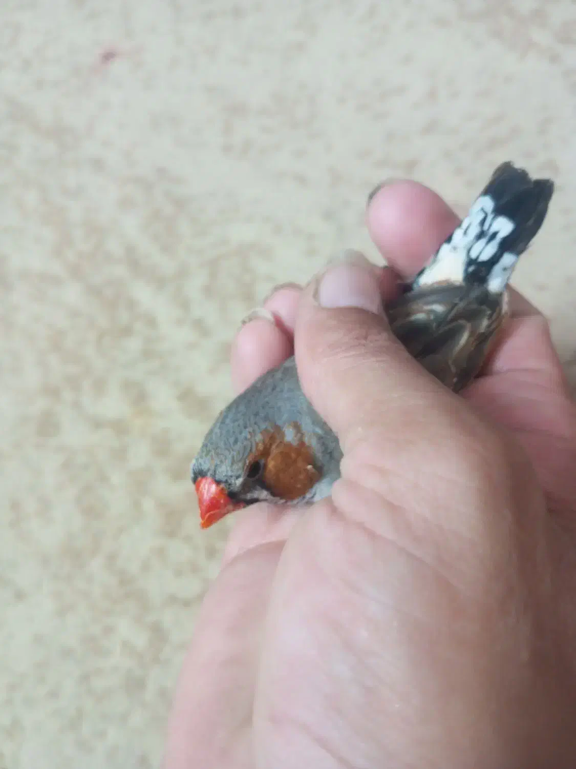 گلبسر قناری،فنچ کینگ،سهره|پرنده|کرج, حیدرآباد|دیوار