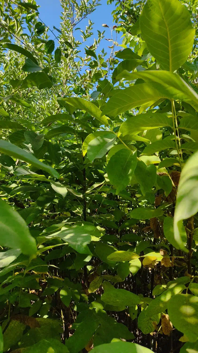 نهال گردو|خدمات باغبانی و درختکاری|خوانسار, |دیوار