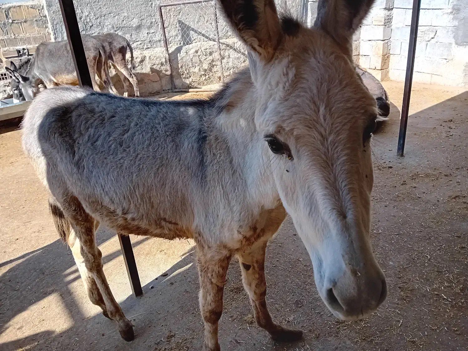 فروش الاغ صرفا به خاطر کمبود جا|حیوانات مزرعه|کرمانشاه, |دیوار
