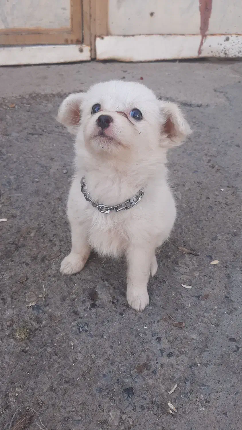 سگ پامر|سگ|سبزوار, طبرسی (جعفرآباد)|دیوار