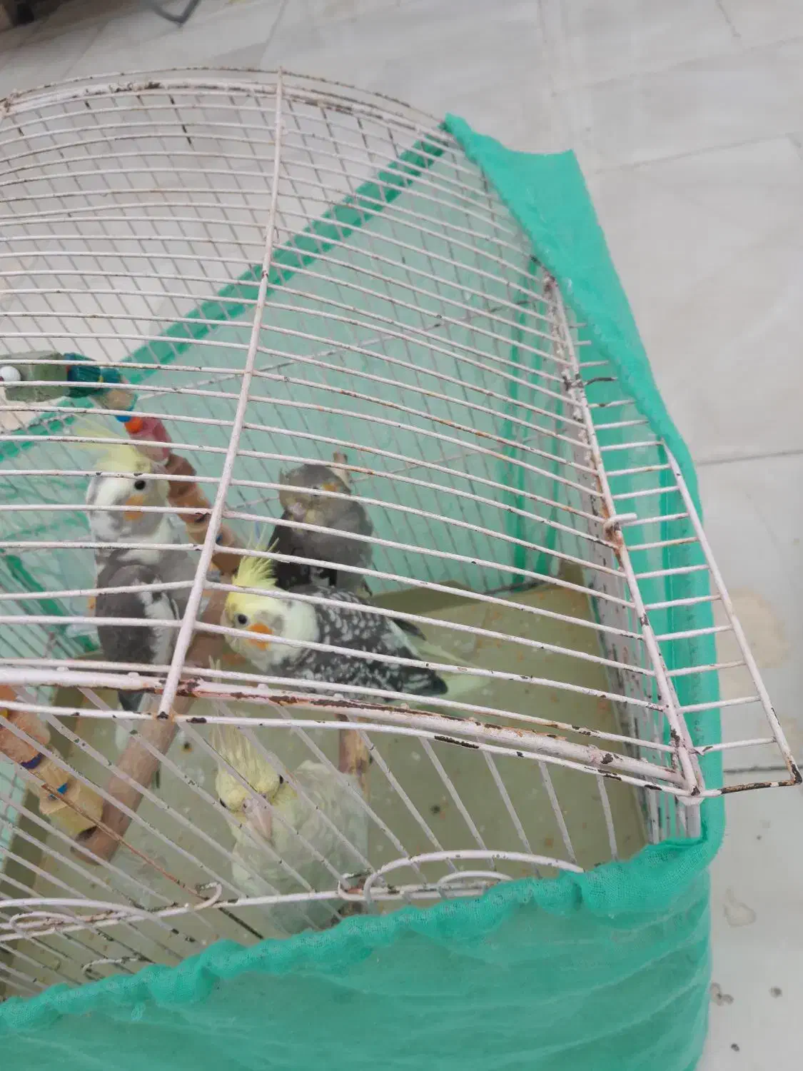 عروس هلندی|پرنده|مزرعه کتول, |دیوار