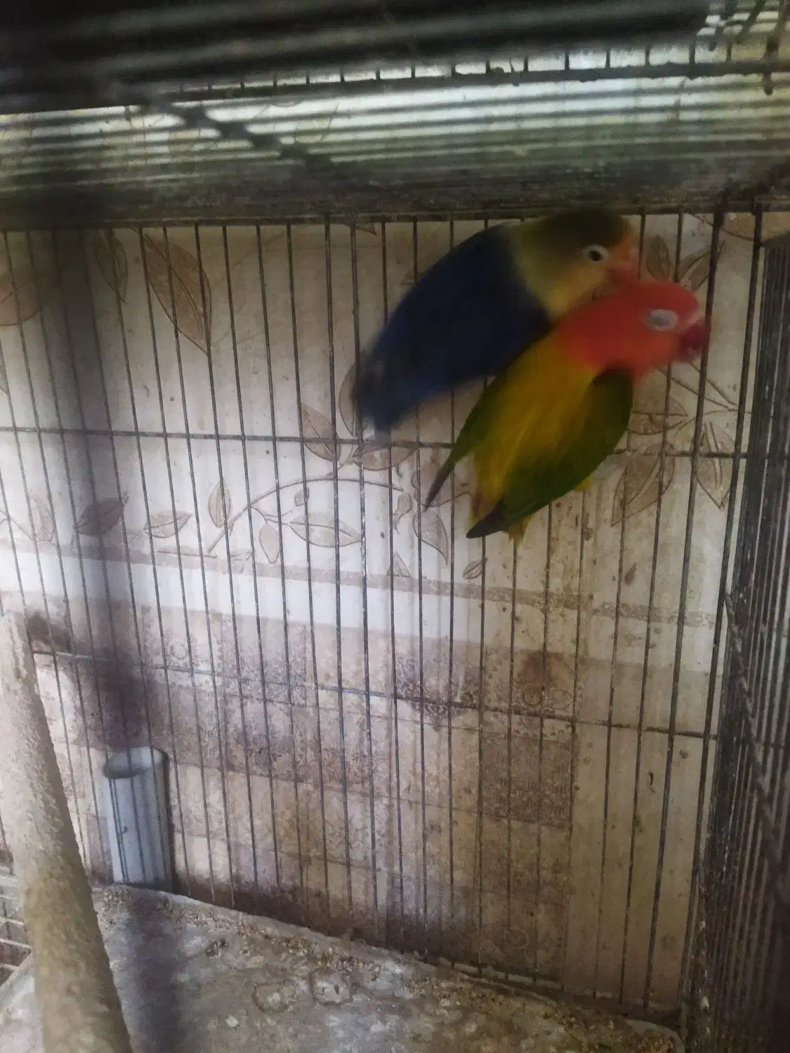 مولد کار داده طوطی برزیلی|پرنده|شاهرود, |دیوار