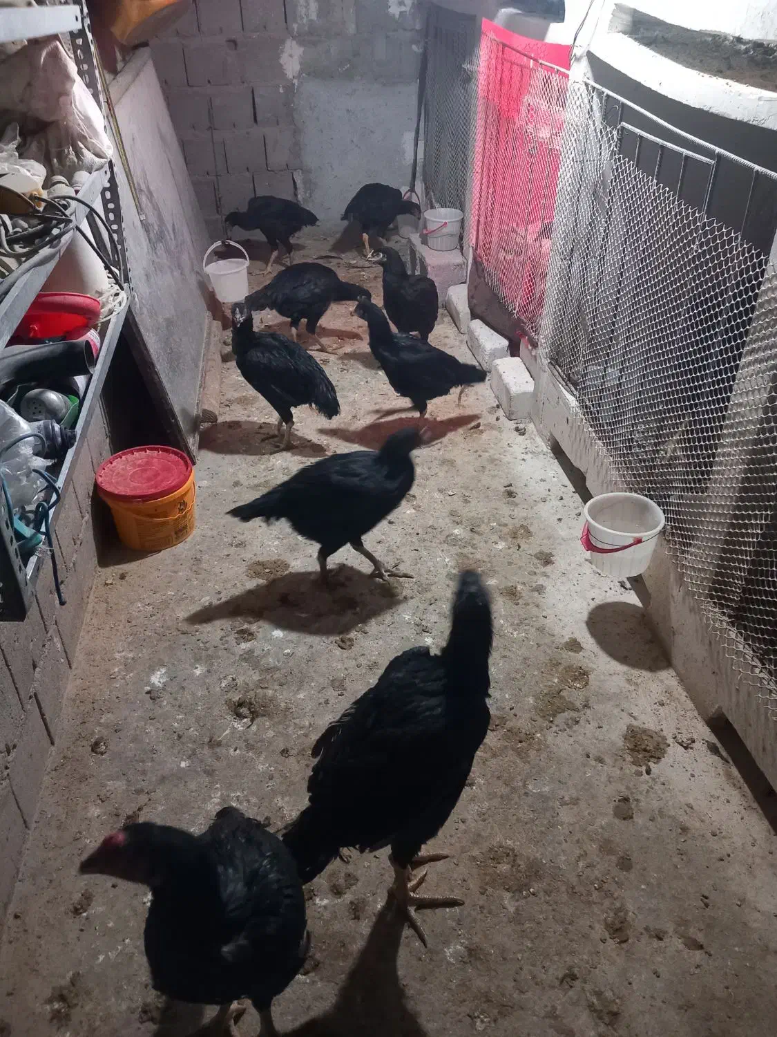 مرغ لاری۷ماهه|حیوانات مزرعه|میاندوآب, |دیوار