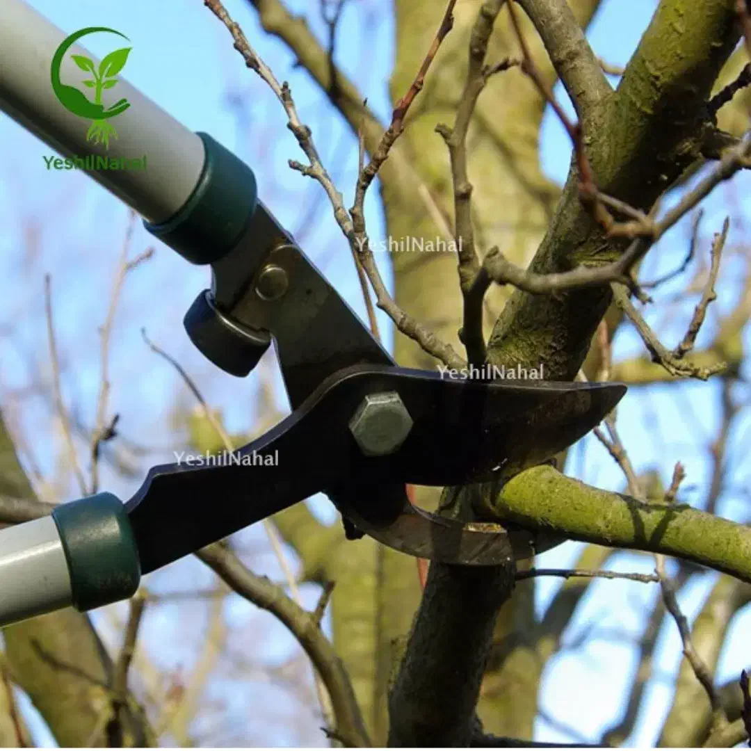 انجام امور باغبانی|خدمات باغبانی و درختکاری|محمدشهر, محمدشهر|دیوار