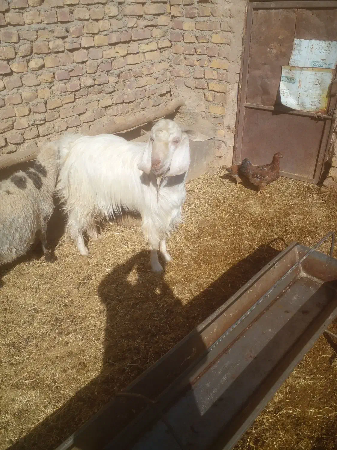 چبش پاکستانی|حیوانات مزرعه|سده (خراسان جنوبی), |دیوار