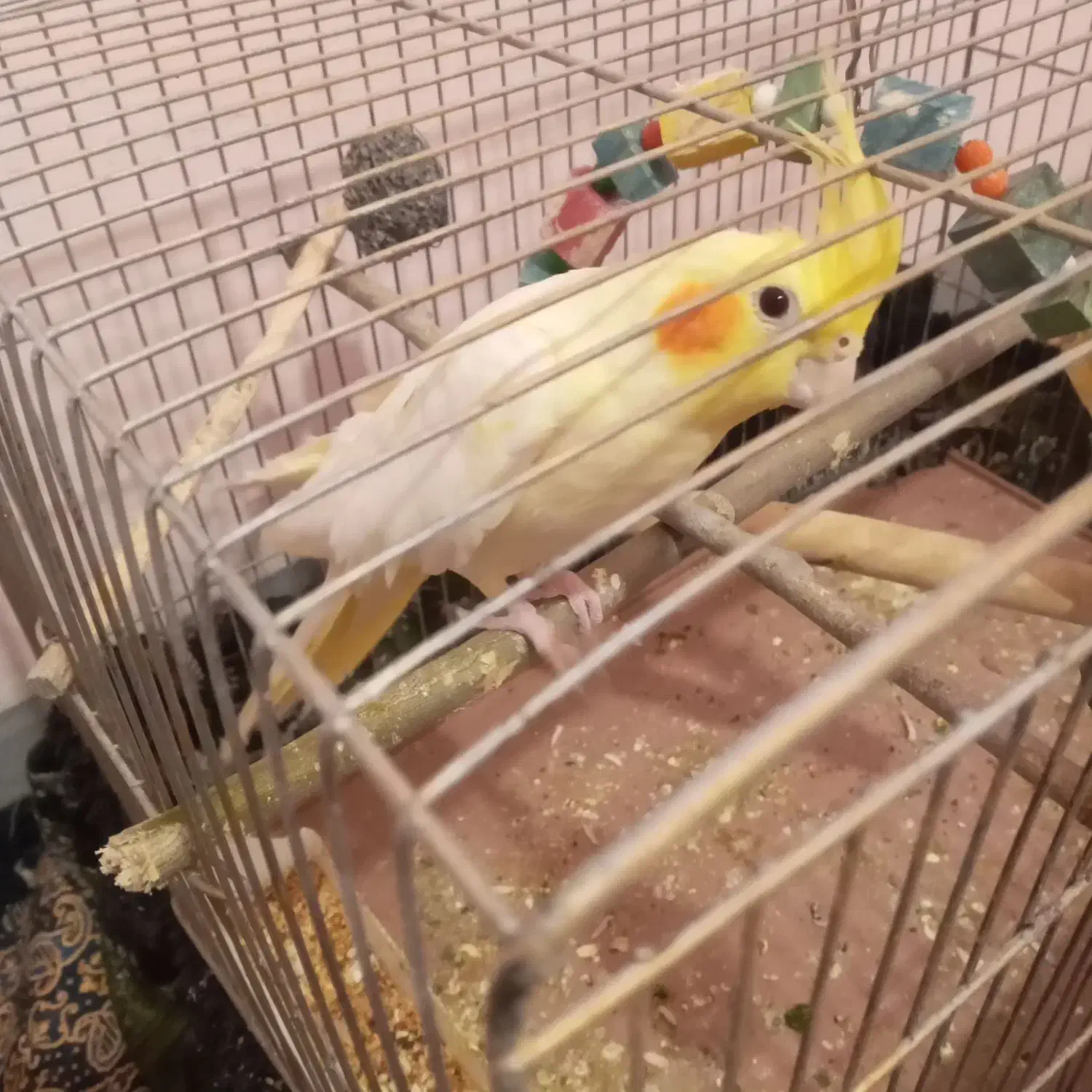 عروس هلندی ماده|پرنده|همدان, |دیوار