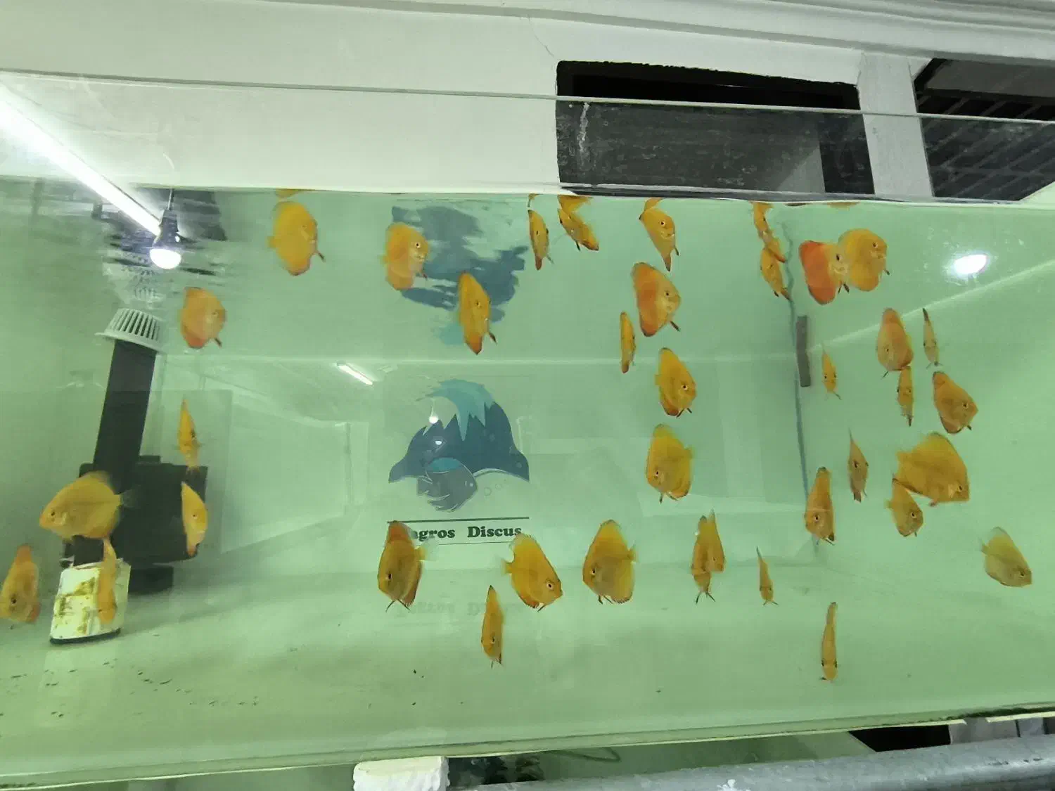 سالن پرورش دیسکس|ماهی|اسلام‌‌آباد غرب, |دیوار