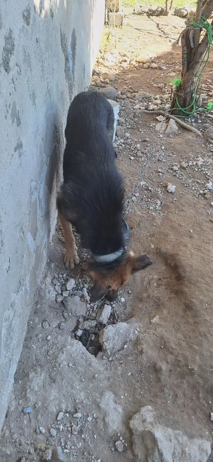 سگ ژرمن ماده شکم طلا|سگ|فومن, |دیوار