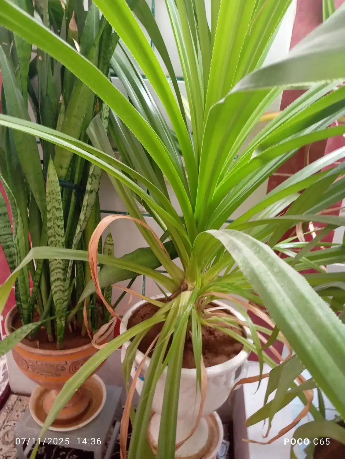 گل بزرگ همراه با گلدان|گل و گیاه طبیعی|پاتاوه, |دیوار