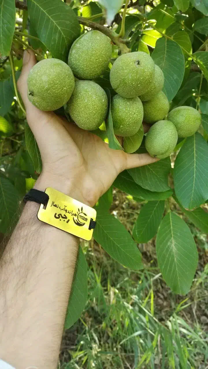 نهال گردو مقاوم به سرما|خدمات باغبانی و درختکاری|آبدانان, |دیوار