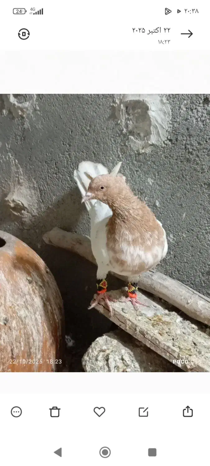 سه عدد کفتر پرش|پرنده|مشهد, امیرآباد|دیوار