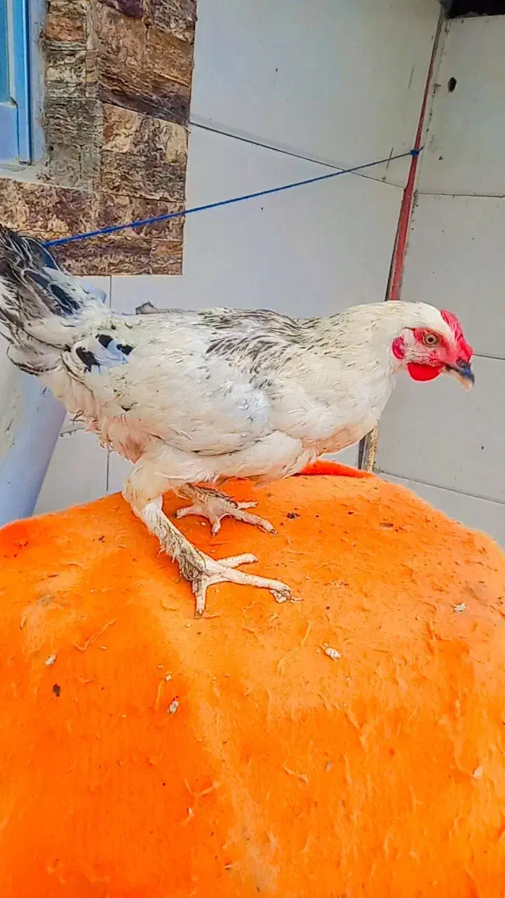 خروس امپراطور|حیوانات مزرعه|لاهیجان, لیالستان|دیوار