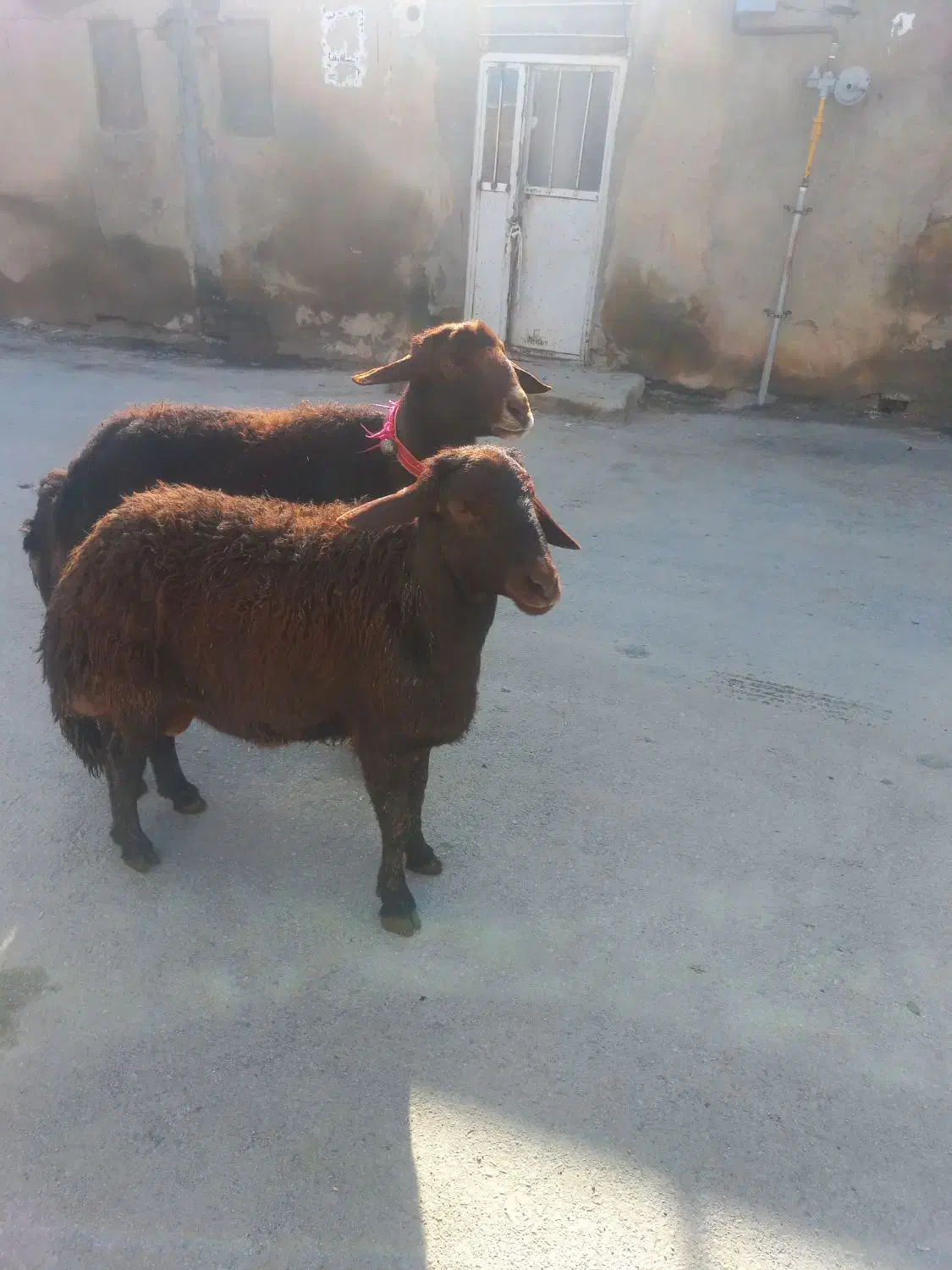 قوچ|حیوانات مزرعه|ازنا, |دیوار