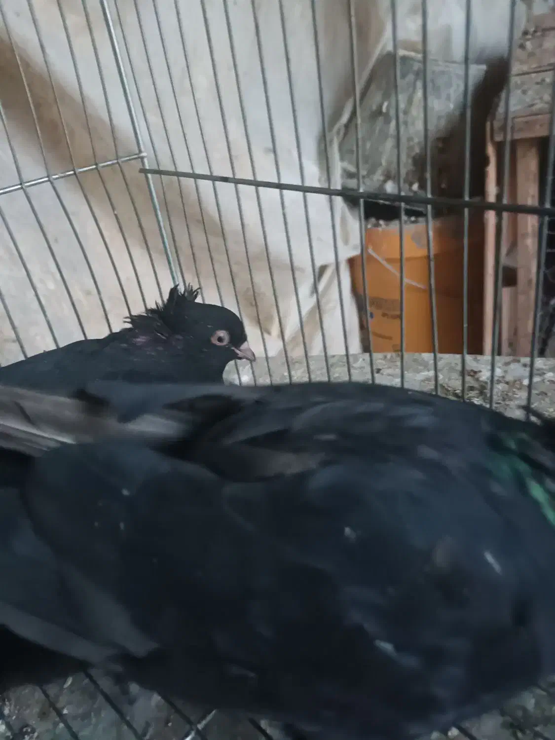 یک جفت زاغ آبادانی ۵۰۰|پرنده|نجفآباد, یزدانشهر|دیوار