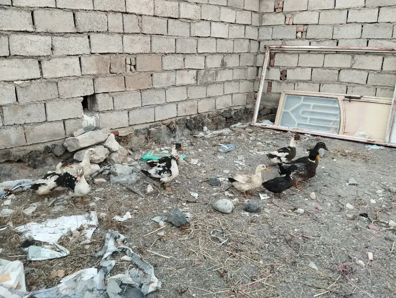 اردک  چله|حیوانات مزرعه|ماکو, |دیوار